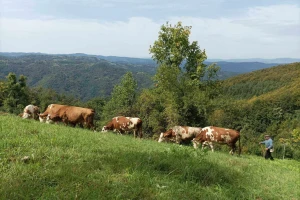 Sami u selu i "najbogatiji": Ukusan sir, kvalitetna rakija, rodna polja