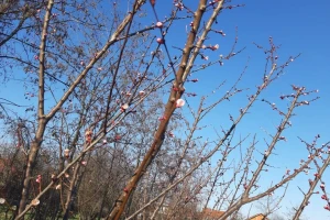 Kako da agro i pomotehnikom utičemo na formiranje cvetnih pupoljaka?