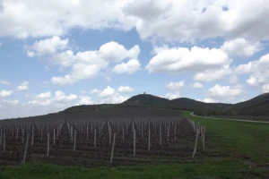 Novi vlasnik obnavlja "Vršačke vinograde"