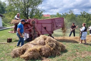 Okupio selo i rodbinu: Uz pesmu srpovima požnjeli polje pšenice