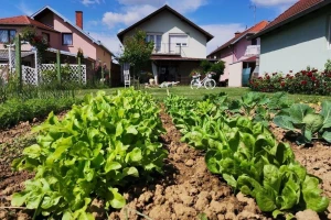 Anica Banović: Samoizolacija me podstakla da posadim svoju baštu