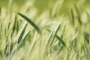 Sprečite poleganje u usevima strnih žita primenom regulatora rasta