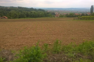 U Kolubarskom okrugu 40.000 hektara pod kukuruzom: Skuplja setva od prošlogodišnje