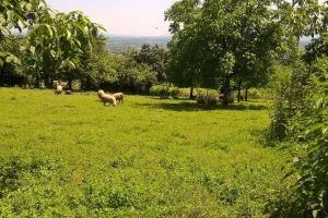 Više od 600 zahteva za podsticajna sredstva u poljoprivredi