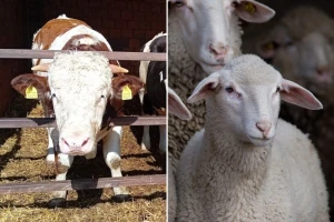 Za bikove rekordnih 550 din/kg, a za jagnjad 600 din/kg