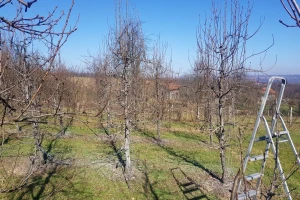 Krenulo otvaranje pupoljaka, ali i pojava štetočina - kako zaštititi voće?