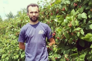 Nega i zaštita dvogodišnje maline - jednorode