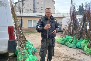 Šta zahteva kvalitetna voćna sadnica i lozni kalem?