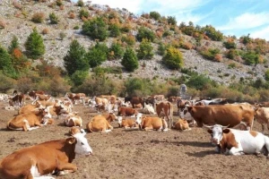 Stočari: Za oko 800 krava i 200 konja na Suvoj planini nema dovoljno vode
