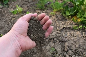 Bakterije u tlu zadužene za dobro raspoloženje: Kopajte, sadite i rešite se loših misli