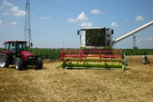 Pšenica malo poranila - prosečan prinos oko 6,5 t/ha