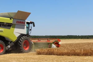 Pojačana potražnja za pšenicom - ali cena 20 dinara za kilogram