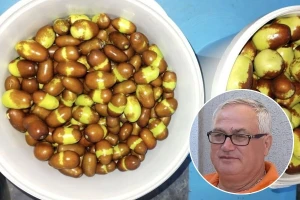 Zinzula - vitaminska bomba, raste u voćnjku Radiše Andrejića