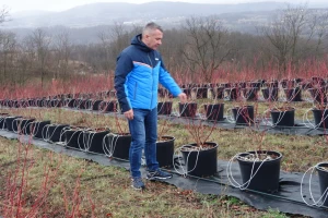 Postavljeno prvo ogledno polje borovnice s metereološkom stanicom