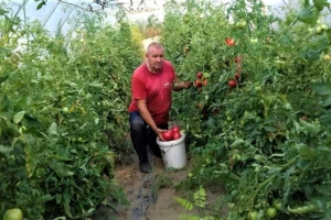 Način uzgoja povrća star jedan vek u rangu sa organskim kvalitetom danas?