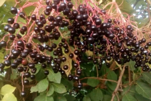 Napravite sirup od zovinih bobica