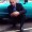 đorđe patković